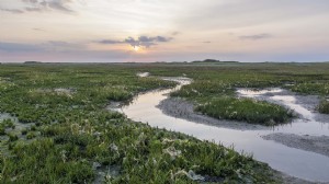 3 Frhlingstipps: Naturpracht in Friesland